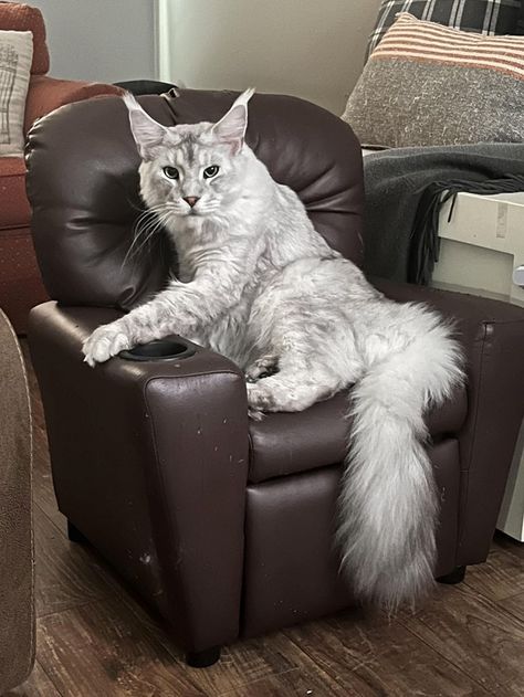 24 Awwdorable Maine Coon Cats Who Have Taken over Our Entire Living Rooms and Our Hearts - I Can Has Cheezburger? Cheezburger Cat, Types Of Cats, Pretty Animals, Cat Aesthetic, Cat Diy, Pretty Cats, Maine Coon, Big Cats, Cat Toys