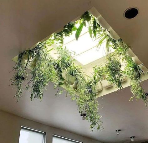 Skylight Plants, Window Plants, Our First Home, House Renovation, First Home, Window Curtains, How To Look Better, Gym, Plants