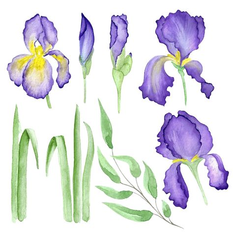 Watercolor Clipart Iris Flower Clipart Instant Download | Etsy Watercolour Iris, Composition Examples, Iris Watercolor, Watercolor Iris, Dutch Iris, Sea Turtle Print, Wild Iris, Us Labor Day, Watercolour Flowers