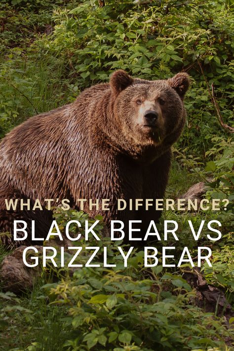 Black Bear Hunting, Conservation Activities, Bear Species, Bear Hunting, Face Profile, Bear Spray, Bear Claws, Wildlife Conservation, Unique Features