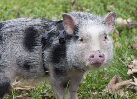 Potbelly Pig Care, Mini Potbelly Pigs, Mini Pig Care, Pig Hooves, Potbelly Pigs, Pigs Eating, Backyard Farm, Pot Belly Pigs, Pot Belly