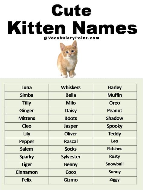 Good Orange Cat Names, Cat Ideas Name, Cat Names For White Cats, Muslim Cat Names, Coquette Cat Names, Names For Cats Unique, Cute Names For Kittens, Cute Name For Cat, Boy Cat Names Unique