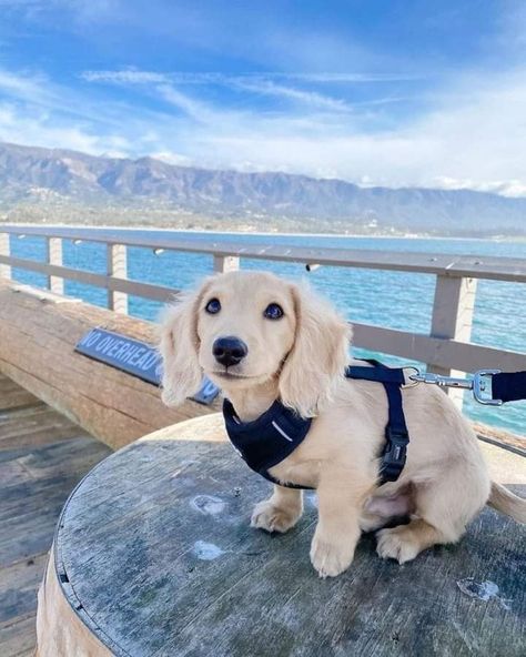 Dashund Puppy Aesthetic, Cute Dogs To Get, Minature Daschund Puppies, White Weiner Dog, Daschund Puppies, Puppy Dachshund, Weiner Dogs, Very Cute Puppies, Really Cute Puppies