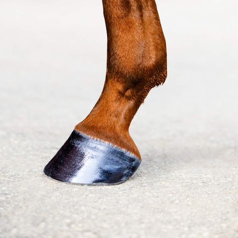 Hoof Anatomy: What Horse Hooves are Made of Horse Hooves, Leg Anatomy, Horse Hoof, Horse Anatomy, Horse Illustration, Horse Artwork, Baby Horses, Chestnut Horse, Horse Owner