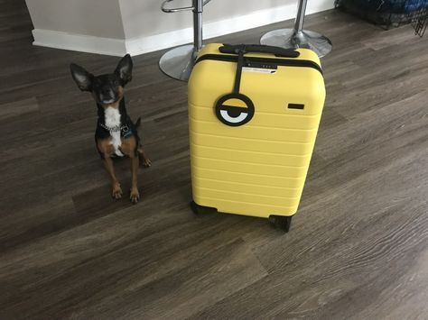 Your Carry-On Luggage Will Stand Out with Aways New Minion Yellow Suitcase Yellow Luggage, Yellow Suitcase, Yellow Suit, Book Bags, Carry On Luggage, Suitcases, Walk On, You Really, Travel Bag