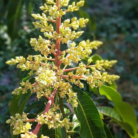 Mango blossoms in FL!! Gardening Tools Names, Starting A Vegetable Garden, Gardening Gloves, Home Flowers, Easy Garden, Garden Diy, Gardening For Beginners, Horticulture, Vegetable Garden