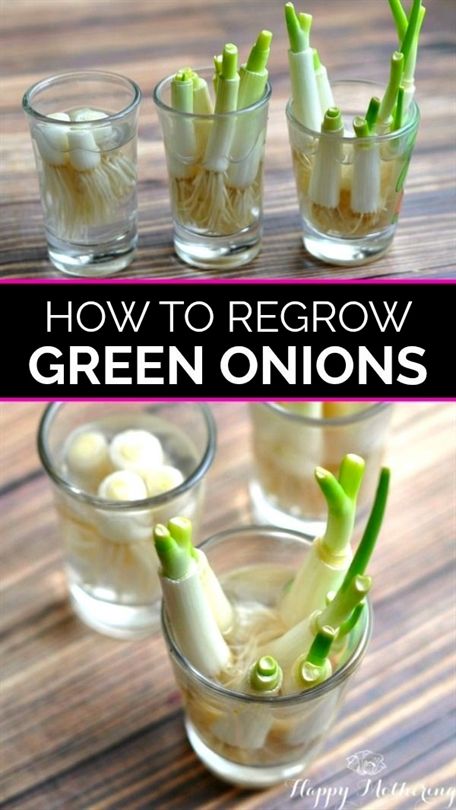 Regrow Green Onions, Green Onions Growing, Gemüseanbau In Kübeln, Regrow Vegetables, Growing Onions, Tattoo Plant, Growing Greens, Growing Veggies, Veg Garden