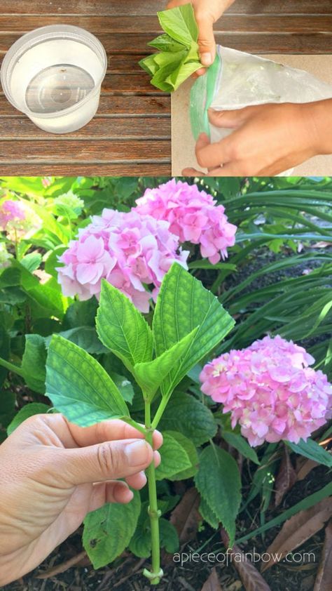 Propagate Hydrangea, Hydrangea Cuttings, Rooting Plants, Propagating Hydrangeas, Hydrangea Landscaping, Hydrangea Varieties, English Garden Design, Grow Flowers, Hydrangea Care