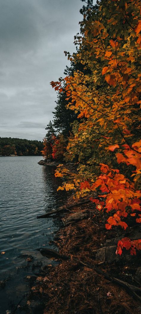 Thanksgiving Screensavers, Autumn Gardening, Fall Backgrounds Iphone, Iphone11 Pro, Fall Garden, Autumn Scenery, Beautiful Landscape Wallpaper, Wallpaper Download, Fall Pictures