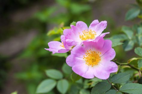 Dog Rose Information: Learn About Dog Rose Plants Landscaping With Roses, Lilies Of The Field, Dog Rose, Rose Varieties, Planting Roses, Rose Bush, Bird Tree, Tea Garden, Pink Dog