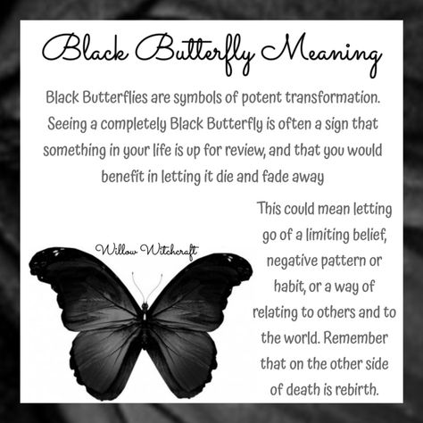 Willow Witchcraft Seeing Black Butterfly Meaning, Black Butterfly Symbolism, Butterfly Witchcraft, What Do Butterflies Symbolize, Butterfly Symbolism Meaning, Black Butterfly Meaning, White Butterfly Tattoo, Butterfly Symbolism, Butterfly Meaning