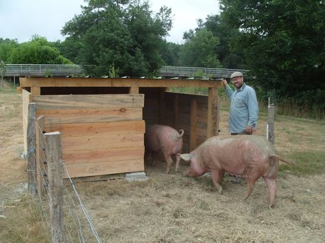 Pig Hut, Burdock Plant, Temporary House, Pig Shelter, Pastured Pigs, Hog Farm, Goat Pen, Chicken Flock, Raising Pigs