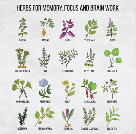 Herbs For Memory, Medicinal Herbs Remedies, Medicinal Herbs Garden, Medical Herbs, Healing Garden, Witch Garden, Magic Herbs, Magical Herbs, Herbal Recipes