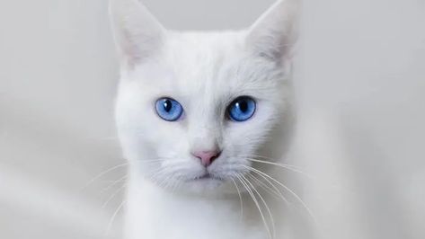 Ideias criativas para nomes para gatos brancos - Tediado Karl Lagerfeld Choupette, Cute Cat Names, Lps Cats, Cat Language, Cat With Blue Eyes, Eyes Wallpaper, White Kittens, Cat Club, White Cats