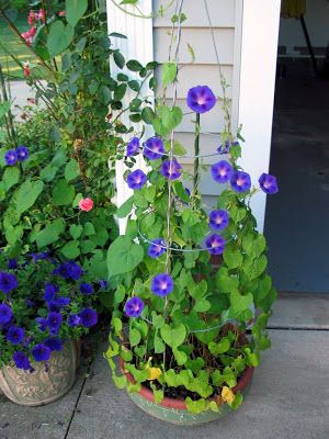 DAR'S CRAFTY CREATIONS: MORNING GLORY TAKE-OVER Vertical Trellis, Vegetable Trellis, Garden Vertical, Trellis Ideas, Morning Glory Flowers, Outdoor Trellis, Diy Trellis, Garden Vegetable, Garden Vines