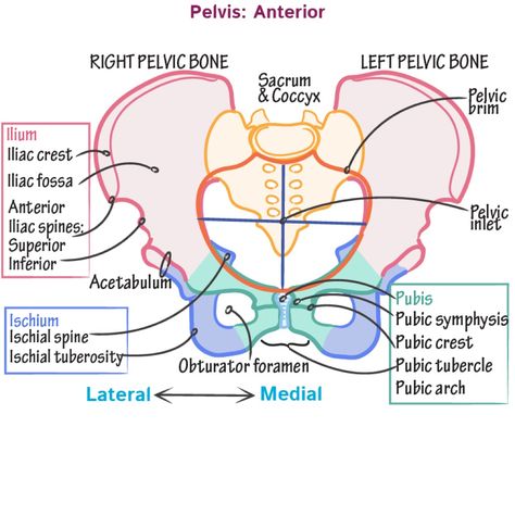 Anatomy Labeled, Pelvis Bone, Pelvis Anatomy, Anatomy Lab, Med School Study, Anatomy Education, Medical Terminology Study, Nursing School Inspiration, Pelvic Girdle