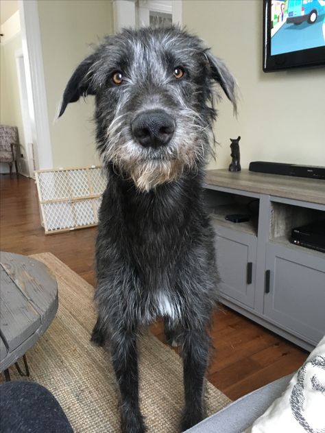 Black Irish Wolfhound, Irish Wolfhound Puppy, Wolfhound Puppies, Irish Wolfhound Puppies, Irish Wolfhound Dogs, Wolfhound Dog, Giant Dog Breeds, Tattoo Animal, Scottish Deerhound