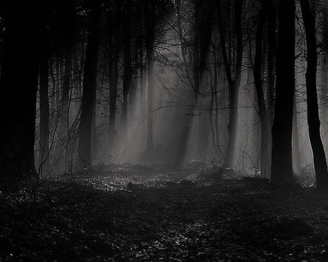 Scary Anime Background, Dark Creepy Background, Dark Scary Asthetic, Spooky Forest Background, Scary Forest Background, Scary Backgrounds Aesthetic, Dark Scary Background, Spooky Forest Aesthetic, Creepy Background