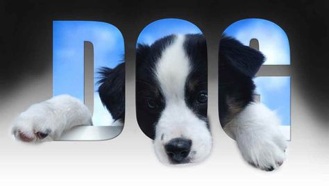 Dog in text 3D effect illuision| Photoshop Tutorial   #photoshop #ps_glow #learnphotoshop #photoshoptutorial #photoshoptutorials #photographylover #photography #photoshoot #photoshop_cc #photoshopping #photoshop_creative #photooftheday #naturephotography #photoshopmanipulation #creative #thecreativers #art #graphicsdesign #graphicsdesigner #adobephotoshop #adobe #adobephotoshopcc #photoshopartist #photoshoot #dog Image In Text Photoshop, Text Clipping Mask, Cliping Mask, Software Ideas, Layer Mask Photoshop, Clipping Mask Photoshop, Photoshop Tutorial Text, Text Photoshop, Text Mask