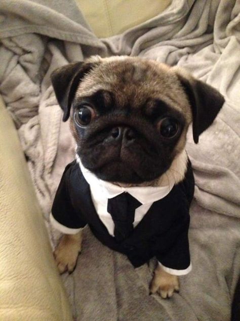 Funny_Pug_shirts Black_Pug_Shirt pug_shirt_button-up pug_t-shirts pug_t-shirt_men's pug_t-shirt_womens pug_t-shirt_girl pug_shirt_women's pug_gifts_for_her pug_gifts_for_him funny_pug_gifts personalized_pug_gifts cute_pug_gifts pug_products Black_pug_gifts pug_decor pug_mugs_breeder pug_mugs_calendar black_pug_mug pug_travel_mug pug_mug_near_me pug_gifts pug_pajamas_for_adults pug_pajamas_aldi pug_pajamas_women's pug_pajama_pants plus_size_pug_pajamas dog_pajamas pug_onesie Funny Pug Videos, Anjing Pug, Lady Dog, Pug Photos, Cute Pug Puppies, Baby Pugs, Helpful Things, Crazy Dog Lady, People Smile