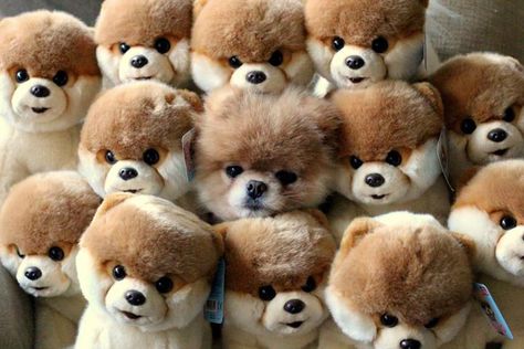 The fateful day when Boo the pomeranian hid inside a pile of Boos and then fell asleep. | The 50 Cutest Things That EverHappened Boo Dog, Pretty Pets, World Cutest Dog, Boo The Dog, Real Dog, Airedale Terrier, Blue Merle, Baby Dogs, 귀여운 동물