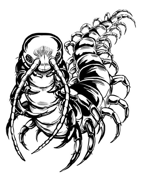 Giant centipede. Centipede Drawing Art, Giant Centipede Art, Centipede Anatomy, Human Centipede Tattoo, Centapeid Drawing, Centipede Sketch, Centipede Tattoo Design, Centipede Art, Centipede Drawing