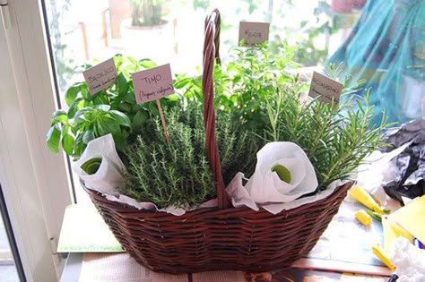 Lovely summer gift - a herb garden in a pretty basket. Just add herb scissors, a small spade and a cute card. Herb Gift Basket, Herb Garden Gift Basket, Herb Garden Gift, Herb Gifts, Gardening Gift Baskets, Christmas Gifts To Make, Wine Gift Baskets, Diy Holiday Gifts, Garden Christmas