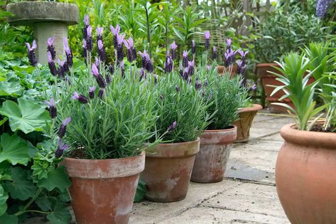 Lavender Potted Plant, Grow Lavender, Potted Lavender, Growing Lavender, Potted Plants Outdoor, Lavender Garden, Cottage Garden Plants, Lavender Plant, Container Gardening Vegetables