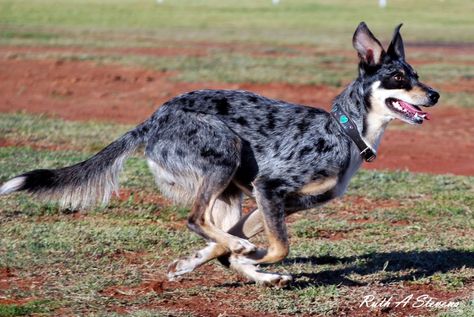 The Koolie is energetic, loyal & adaptable. Can work anything anywhere. It is very dedicated & very willing to please its owner. It is a very dedicated worker that will keep going until it drops. In fact it is not uncommon for one to chase a hare using its great speed & agility until it drops of exhaustion. Koolies are known to back (jump on the back of) sheep as well as cattle. Height: 15 - 22 in., Weight: 21 - 44 lbs. Australian Koolie, Australian Dog Breeds, Koolie Dog, Australian Shepherd Red Tri, Nice Dogs, Massive Dogs, Herding Dogs Breeds, Australian Dog, Scruffy Dogs