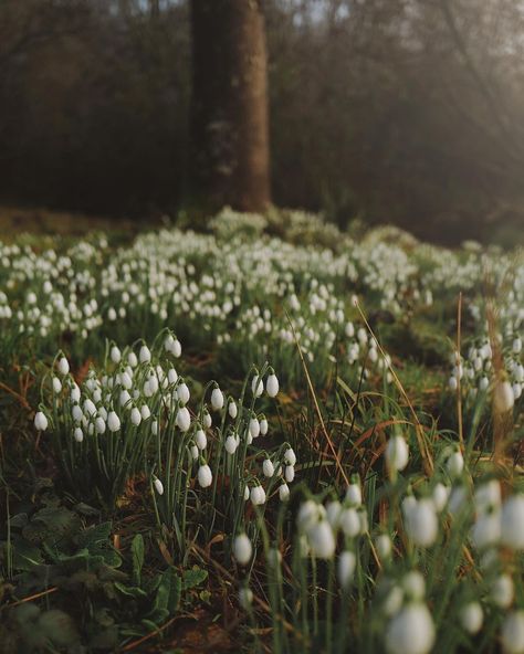 Milli Proust on Instagram: “Taken a week ago before the cold froze them in their tracks.” Cold Spring Aesthetic, Milli Proust Flowers, Cloudy Spring Aesthetic, Millie Fleur D’uccle, Milli Proust, Snow Melting Spring Aesthetic, Misty Spring Morning, Pictures Of Beautiful Places, Bokeh Photography