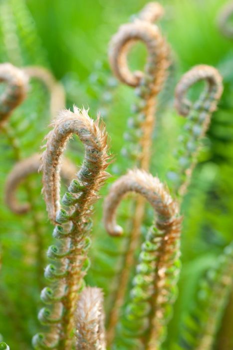 Holly Fern, Evergreen Ferns, Garden Types, Variegated Plants, Gardening Advice, Plant Health, Flower Border, Flower Show, Spring Green