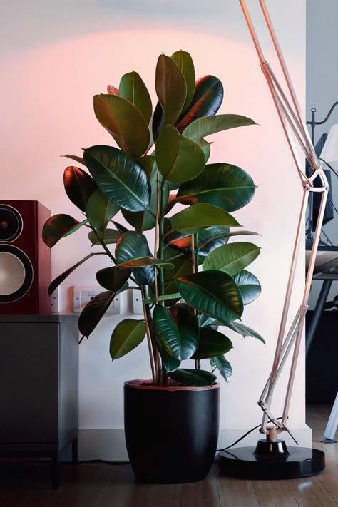 Big House Plants, Rubber Plant Care, Big Indoor Plants, Tall Indoor Plants, Tattoo Plant, نباتات منزلية, Ficus Elastica, Rubber Plant, Best Indoor Plants