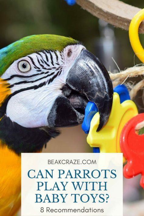 Can Parrots Play With Baby Toys? 8 Recommendations Catalina Macaw, Toys For Parrots, Parakeet Care, Parrot Cages, Parrot Care, Parrot Facts, Parrot Diet, Beautiful Parrots, Bird Diy