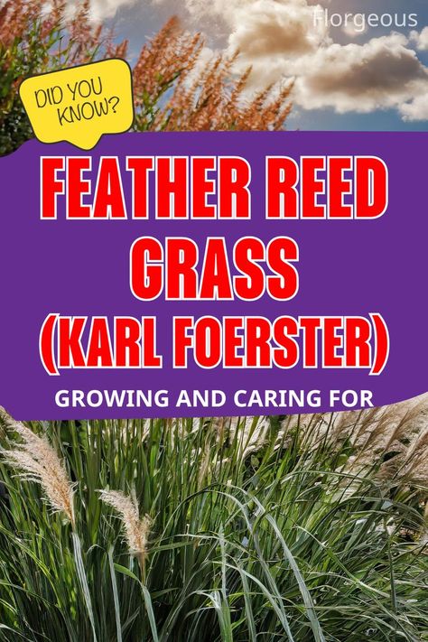 Karl Foerster Feather Reed Grass Ornamental Grasses Karl Forester, Feather Reed Grass Landscaping Ideas, Karl Forester, Feather Reed Grass, Grass Species, Russian Sage, Tall Flowers, Big Project, Ornamental Grasses