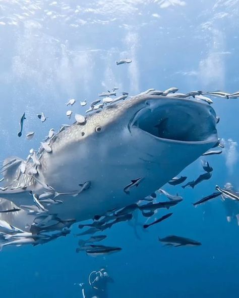 Shark Of The Week on Instagram: "« The remora receives more than just a convenient food source; it is also protected from predators and given free transportation through the oceans. By keeping the waters clear of scraps around the shark, the remoras prevent the development of unhealthy organisms near the shark. The host shark is also kept clean of irritating parasites that could adversely affect its health. Remoras are not to be confused with pilot fish, another species that travels with sharks in a similar symbiotic relationship. Pilot fish swim alongside sharks but do not attach themselves. «  🦈 by 📷 @chaos.auto
Follow @sharkoftheweek for more
Tag someone that should see this👇
#sharkoftheweek" Remora Fish, Ocean Pollution, Symbiotic Relationships, Aquatic Animals, Fish Swimming, The Host, The Shark, Shark Week, Whale Shark