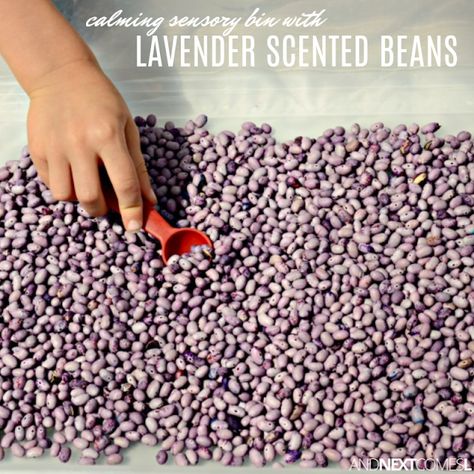 Beans Sensory Bin, Snoezelen Room, Kindergarten Provocations, Sensory Recipes, Harley Baby, Toddler Sensory Bins, Infant Lesson Plans, Sensory Diet, Sensory Ideas