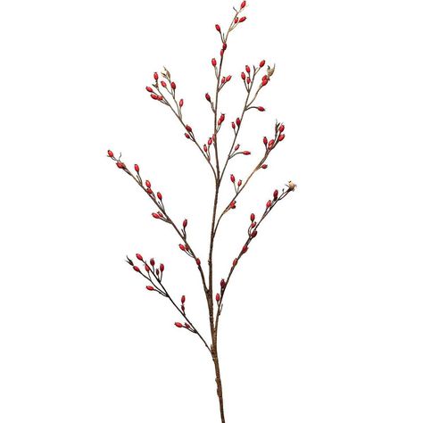 Faux Berry Branch Drawing Concepts, Flower Reference, Berry Branch, Red Bean, Throw Blankets, Colored Pencil, Flower Drawing, Vintage Flowers, Botanical Gardens