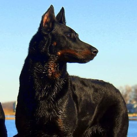 Beauceron Dog, Rare Dogs, Akc Breeds, Herding Dogs, Pretty Dogs, Puppy Food, Different Dogs, Blue Heeler, Weird Animals