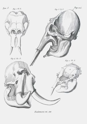 ELEPHANT SKULLS – Including Elasmotherium Page 204 from 'Recherches sur les Ossimens Fossiles' by Georges Cuvier | Shop now on surfaceview.co.uk Elephant Anatomy, Elephant Skull, Georges Cuvier, Tattoo Elephant, Skull Reference, Skeleton Drawings, Animal Skeletons, Bear Drawing, Animal Study