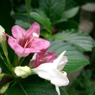 Garden Guides | Companion Plants for a Weigela Weigela Companion Plants, Barberry Bush, Japanese Barberry, Red Twig Dogwood, Twig Dogwood, Delphinium Flowers, Planting Peonies, Flower Tower, Blue Delphinium