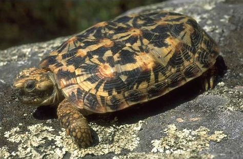 Pancake Tortoise (Malacochersus tornieri) Pancake Tortoise, Tortoise Habitat, Turtle Love, Cute Turtles, Reptiles And Amphibians, Amphibians, Frogs, Reptiles, Turtles