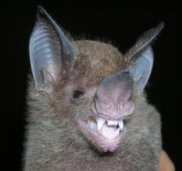 A team of scientists have shown ho the face and teeth of the New World leaf-nosed bats has evolved to suit their diet. Bat Teeth, Bat Nose, Bat Face, Big Brown Bat, Leaf Nosed Bat, Gargoyles Characters, Townsend Big Eared Bat, Common Vampire Bat, Vampire Bat Animal