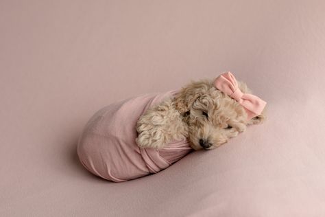 Puppy Photography, Sweet Annie, Pregnant Dog, Mini Goldendoodle, Dog Photograph, Pet Photography, To Say Goodbye, Maternity Shoot, Puppy Pictures