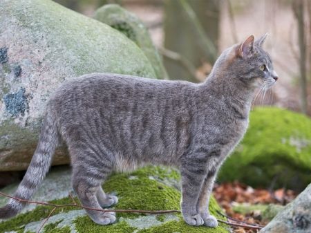 Cat side view - animals, cat, standing, cute, side view, pet Rocks Wallpaper, Cat Side, Mossy Rocks, Cat Standing, Cat Body, Warrior Cat Oc, Cat Reference, Cat Stands, Cat Pose