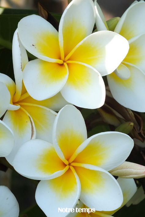 Chèvrefeuille, jasmin, daphné, mahonia, pied de griffon, vionne… ces végétaux résistent au froid. On en profite cet hiver ! Tiki Toss, Chocoflan Recipe, Plumeria Flowers, Beautiful Flowers Pictures, Types Of Soil, Flower Lover, Flowers Nature, Flower Boxes, Raised Garden Beds