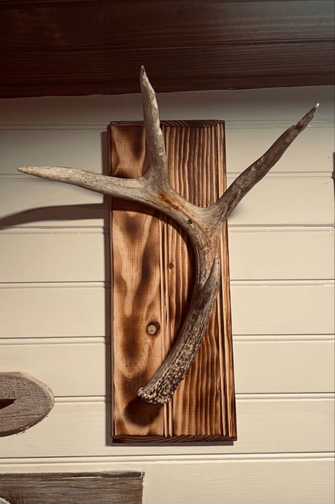 Deer Antler Shed Antler Display Ideas, Antler Shed Ideas, Antler Display Ideas, Antler Mounts, Antler Display, Antler Projects, Deer Antler Decor, Antler Decor, Antlers Decor