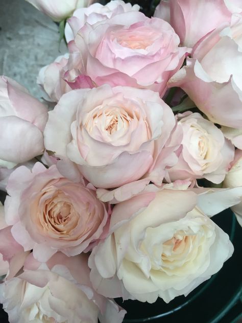 David Austin Kiera rose Kiera Rose, David Austin Rose, Austin Rose, 29 June, Country Style Wedding, Garden Rose, Wedding Flower Inspiration, David Austin, Flower Inspiration