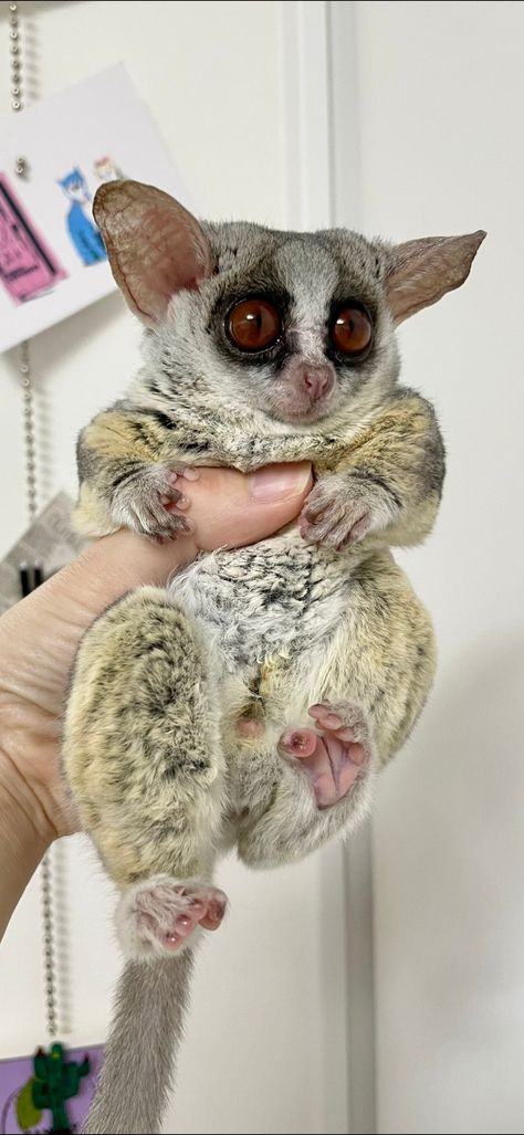 Lemur Cute, Ringtail Lemur, Mouse Lemur, Cute Little Animals, Baby Animals, Tattoo Ideas, Cute Animals, Animals