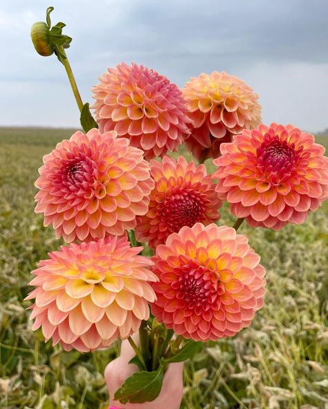 Dalia Bouquet, Dahlia Aesthetic, Dahlia Flower Bouquet, Dalia Flower, Flowers Farm, Flower Boquet, Floral Arrangements Diy, Flower Therapy, Life Aesthetic