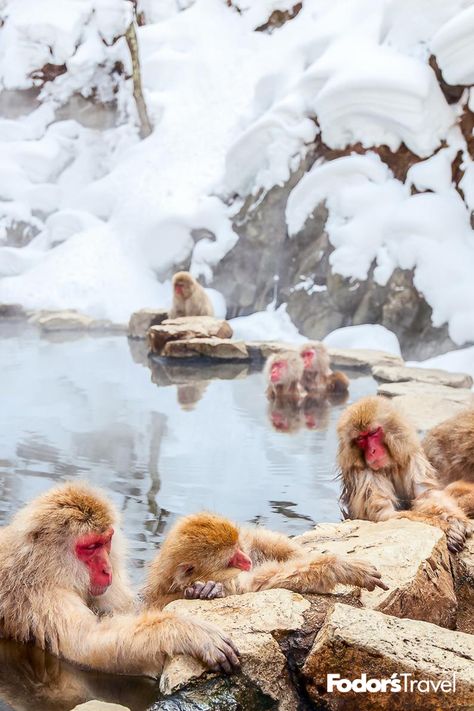 Meet the most relaxed primates in Japan at this magical onsen. #Japan #Asia #monkeys #snowmonkeys #onsen #onsenbaths #hotsprings #winter #cute #animals #wildlife #travel #traveltips #travelinspiration #wanderlust #bucketlist #outdoors #adventure Monkeys In Hot Springs, Snow Monkeys Japan, Jigokudani Monkey Park, Japanese Monkey, Japan Honeymoon, Snow Monkeys, Japanese Winter, Onsen Japan, Japanese Onsen